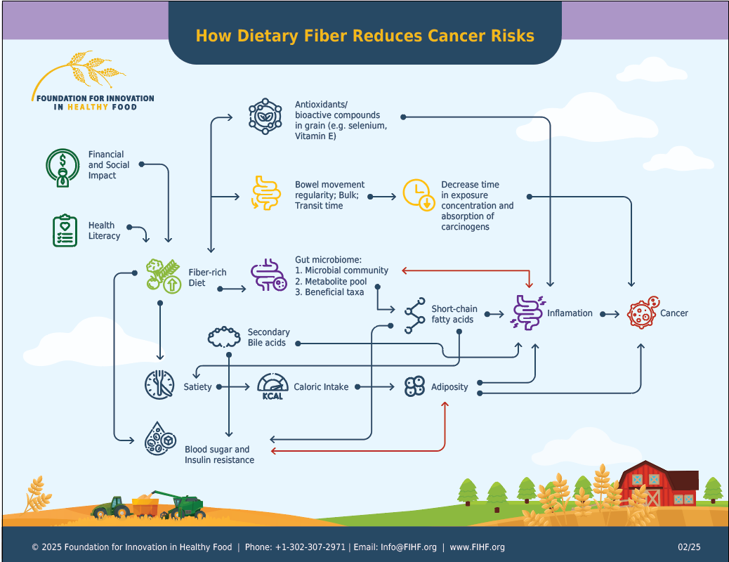 Infographic showing how dietary fiber reduces cancer risks
