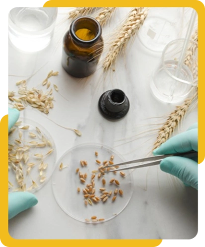 Laboratory research setup with wheat grains, tweezers, petri dish, and scientific vials