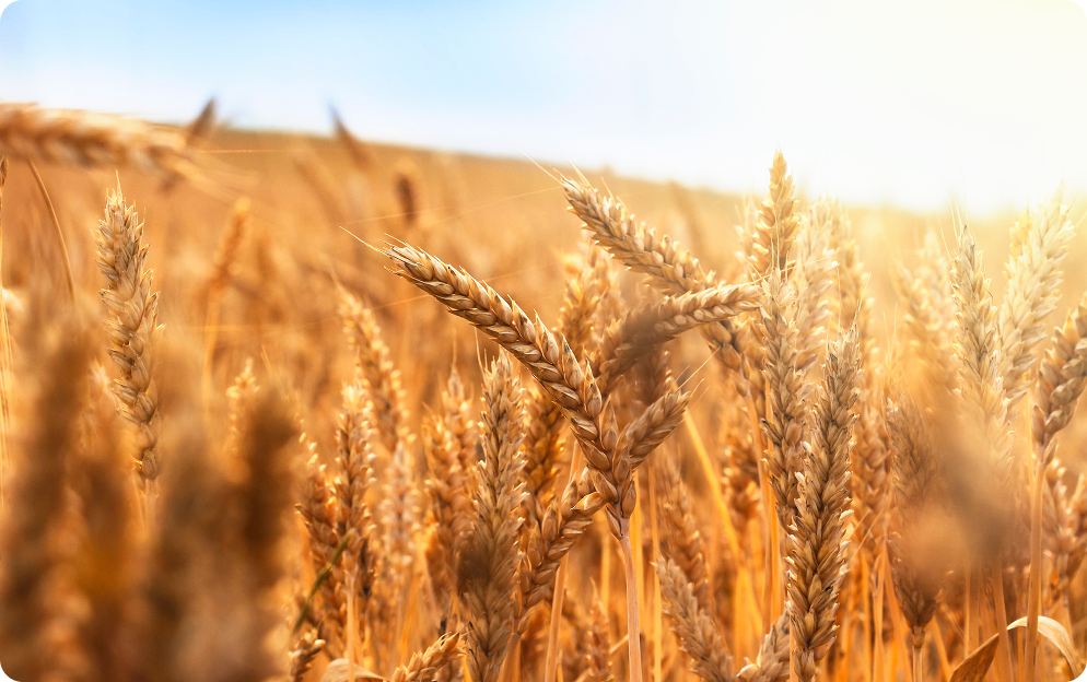 Close-up of golden wheat heads in a sunlit field