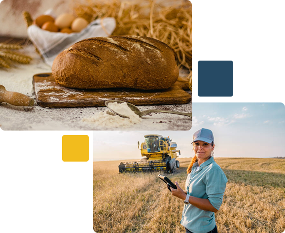 Loaf of bread on wheat field background and woman in blue inspecting crops