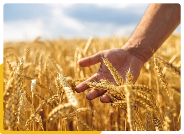 Hand gently touching golden wheat in a field