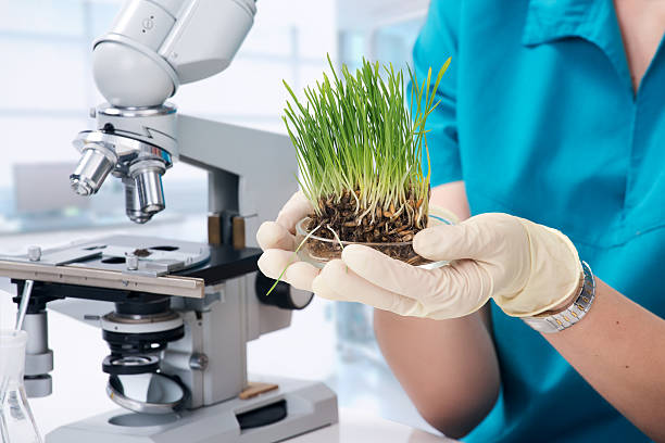 Scientist holding a seedling near a microscope, symbolizing food innovation and research