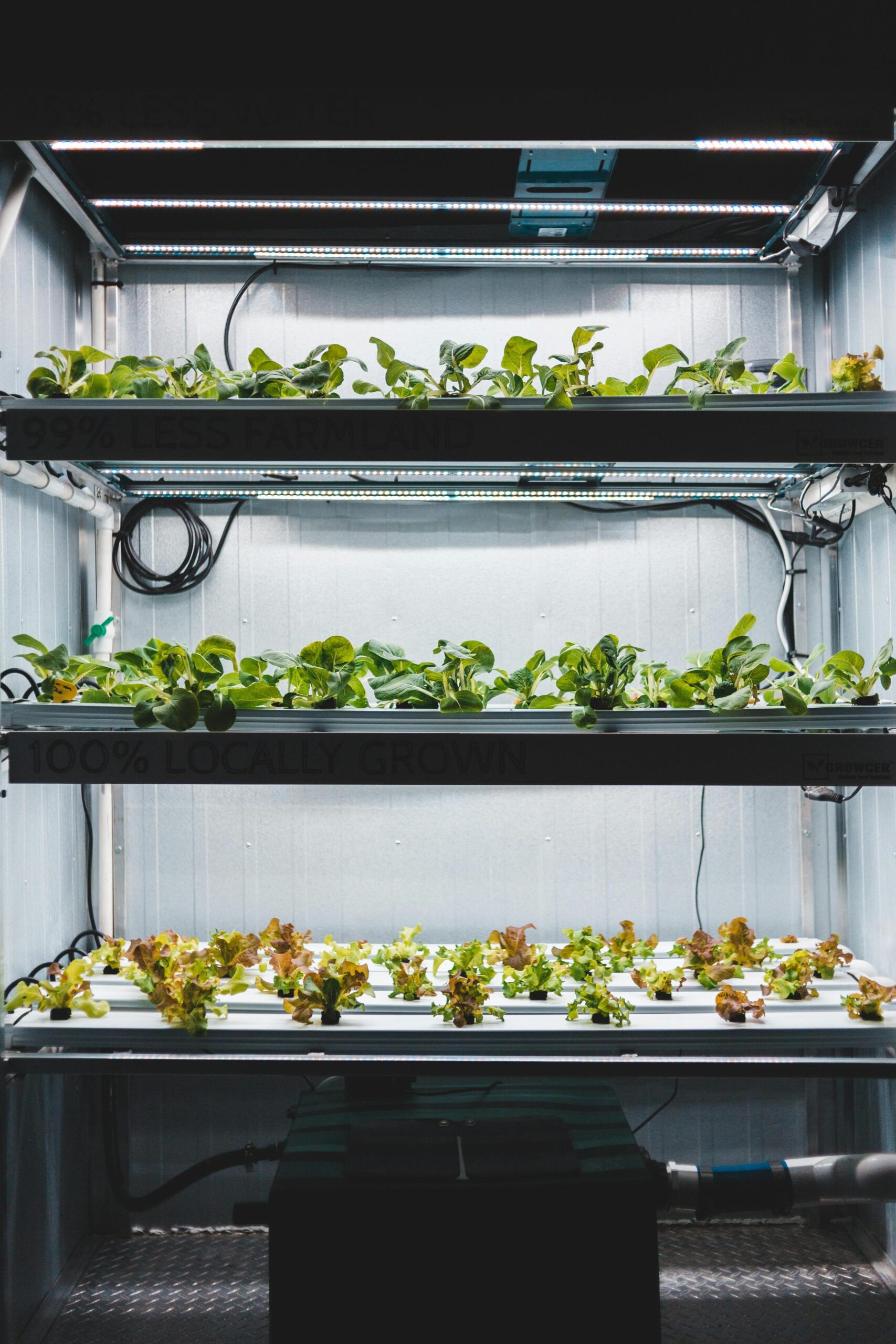 Indoor vertical farming system with multiple rows of leafy greens